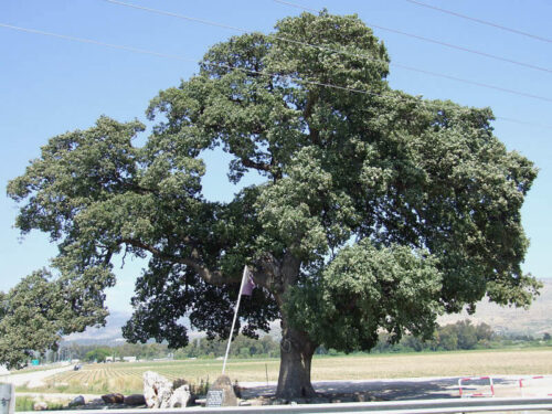 Foto de um carvalho, Quercus ithaburensis. Comum no monte Tabor