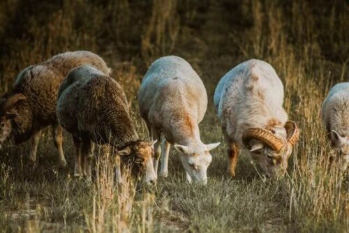 Foto de cabras pastando